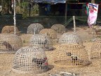 fighting cocks in cages.JPG (167 KB)